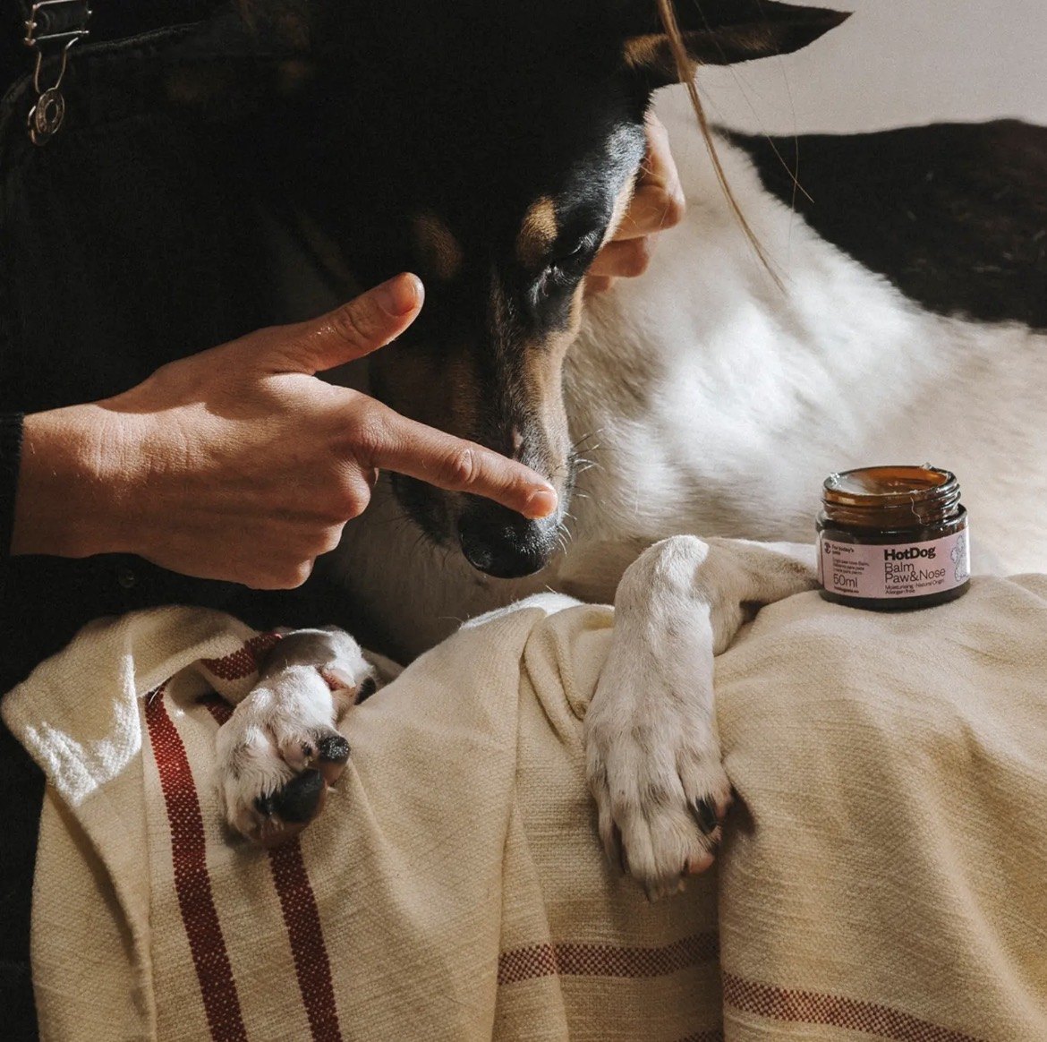 Application du baume HotDog sur la truffe d'un chien