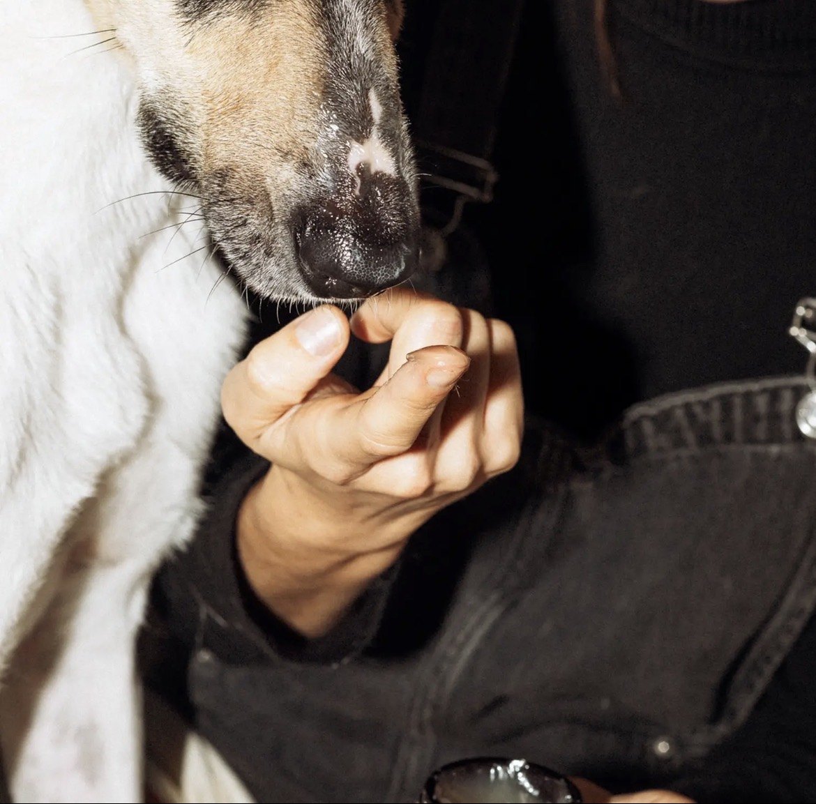 Chien reniflant la main après application du baume HotDog