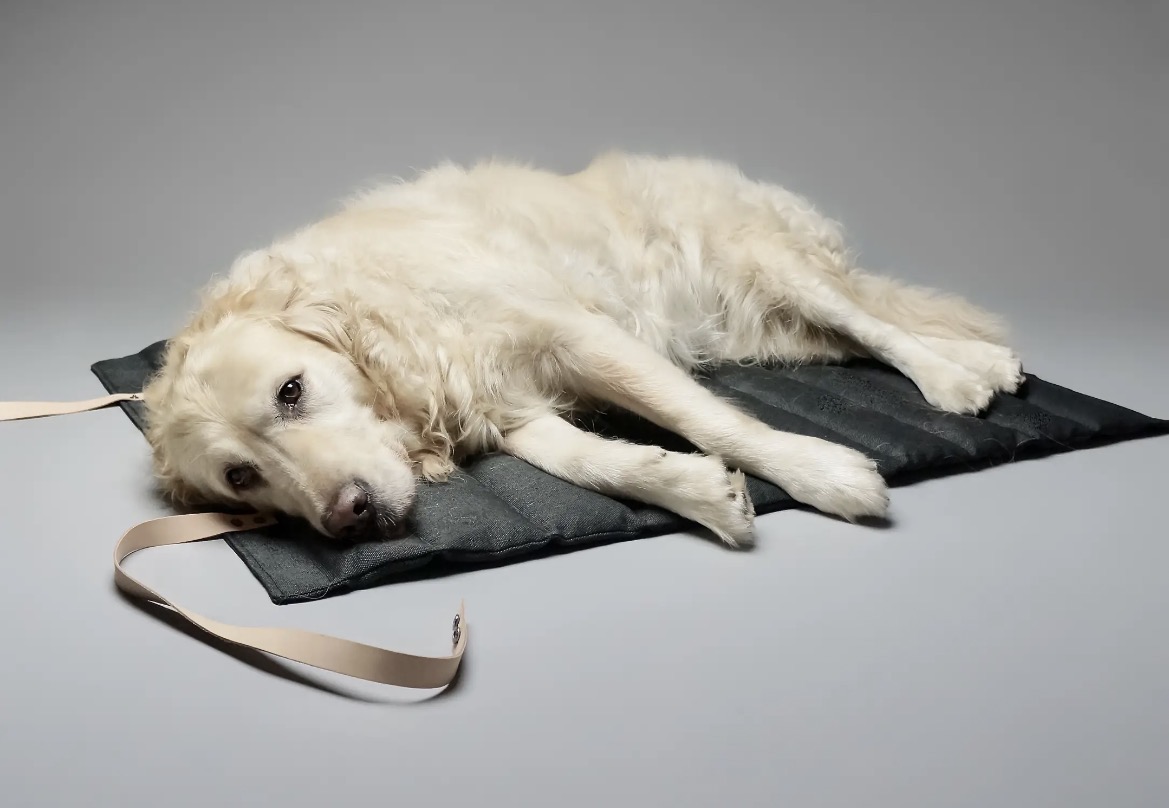 Chien allongé sur le matelas Fosser noir