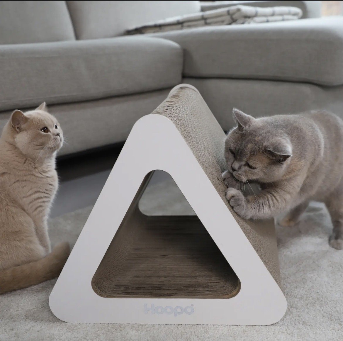 Deux chats autour du griffoir Triangle blanc
