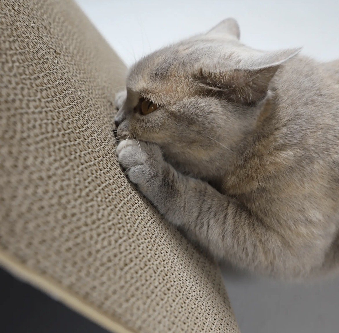 Chat qui griffe le carton du griffoir Triangle