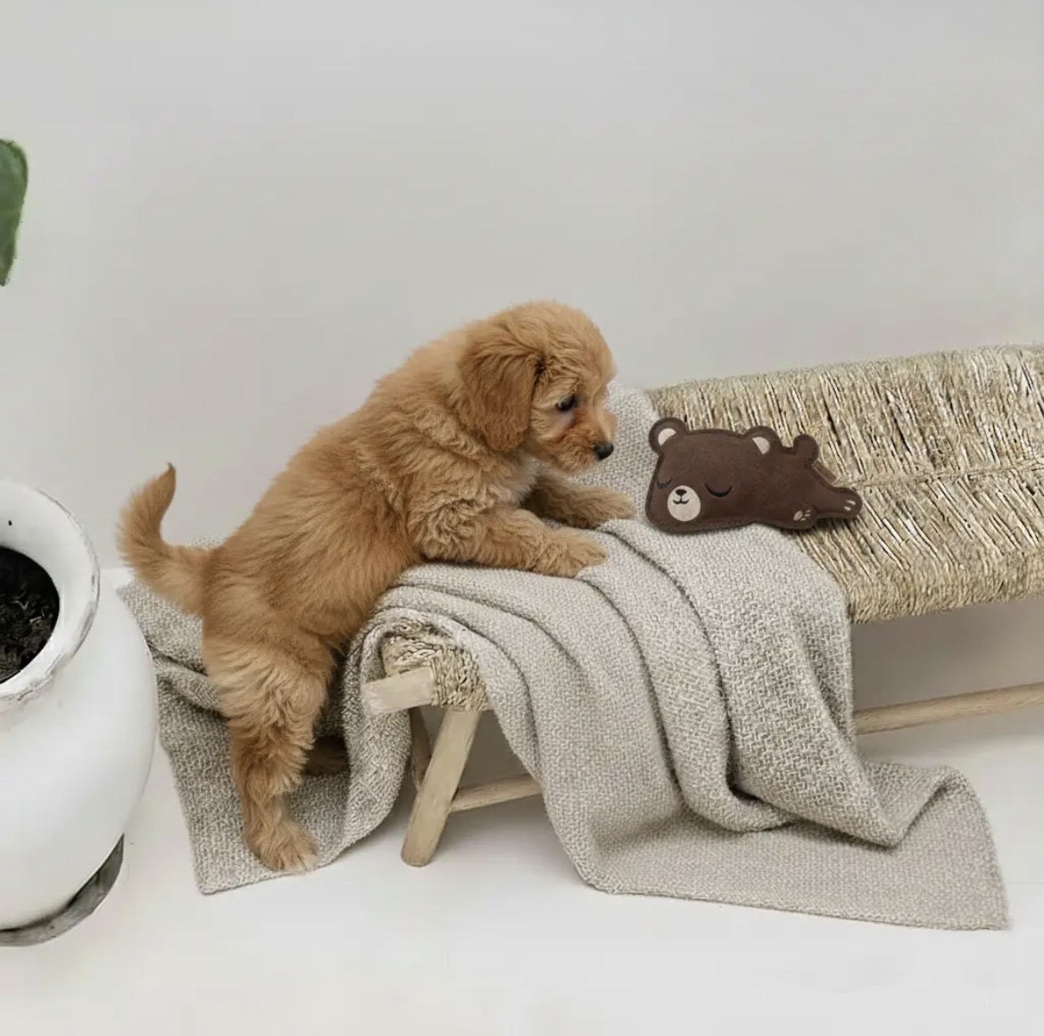 Jouet Petit Ours en cuir Bibizy, en situation avec un chiot