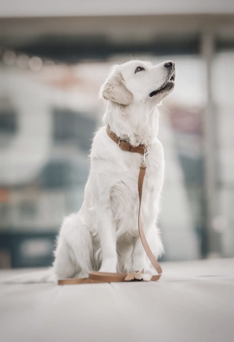 Chien blanc portant le collier Kollu camel