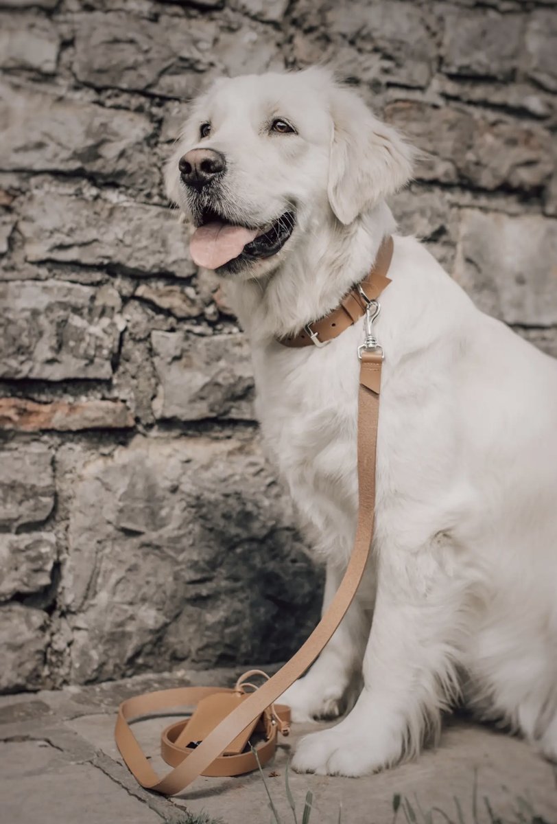 Golden retriever blanc avec le collier Kollu et la laisse Lussa camel
