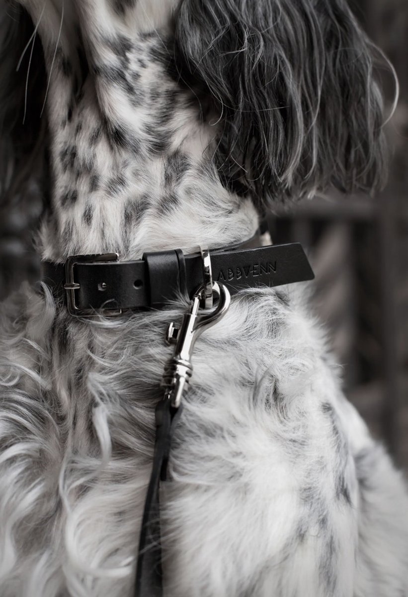 Setter anglais portant le collier Kollu noir et la laisse Lussa