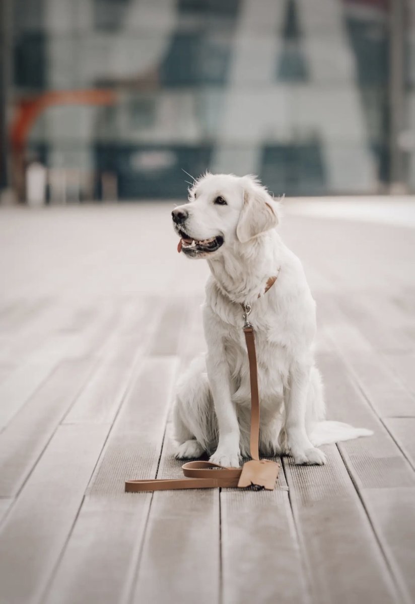Golden retriever blanc avec la laisse Lussa camel