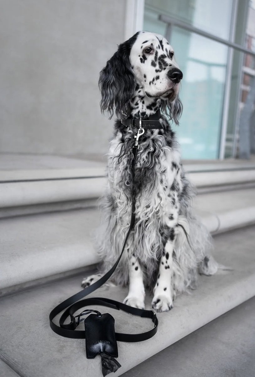 Setter anglais avec la laisse Lussa noire