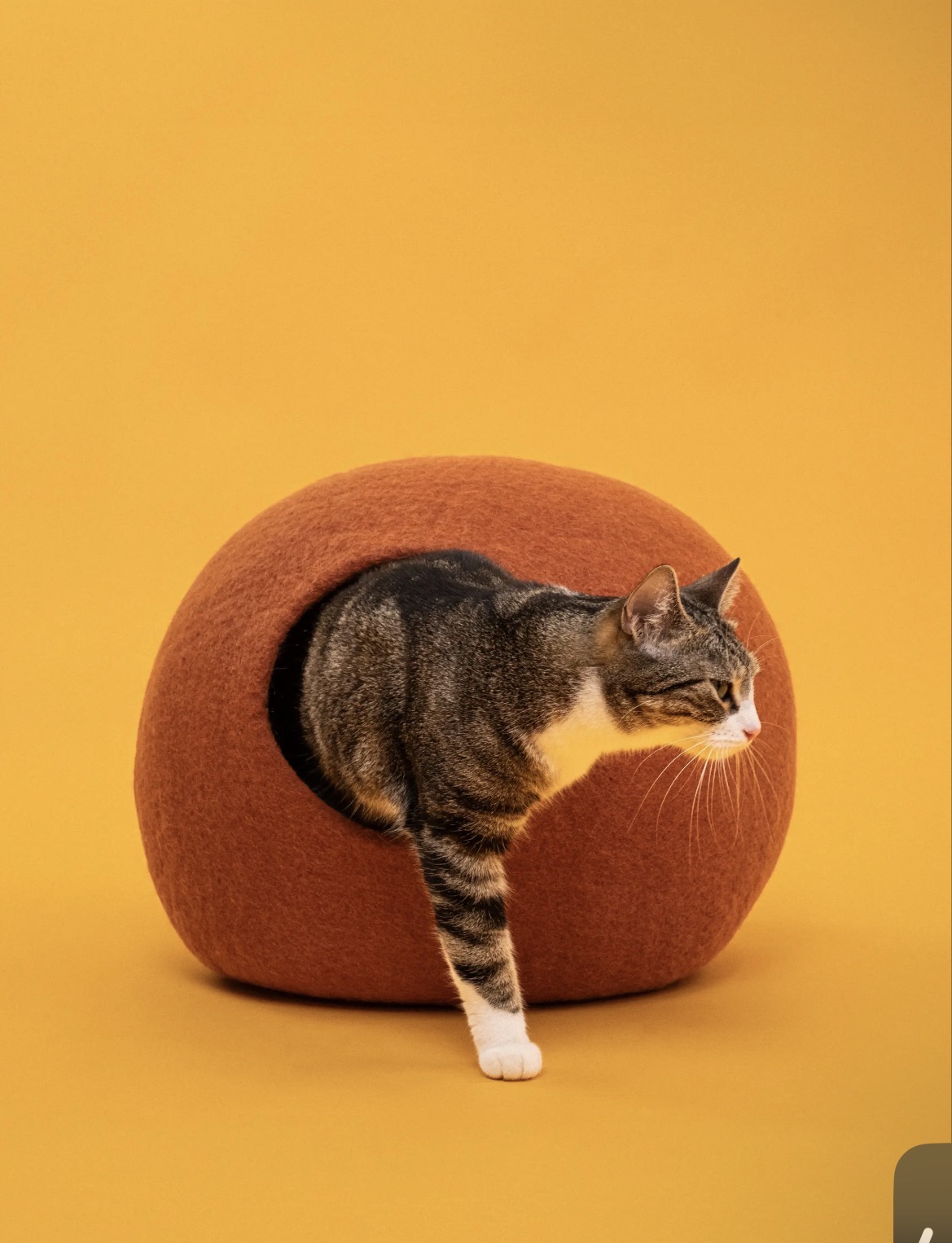 Chat sortant de la niche Lora en laine feutrée