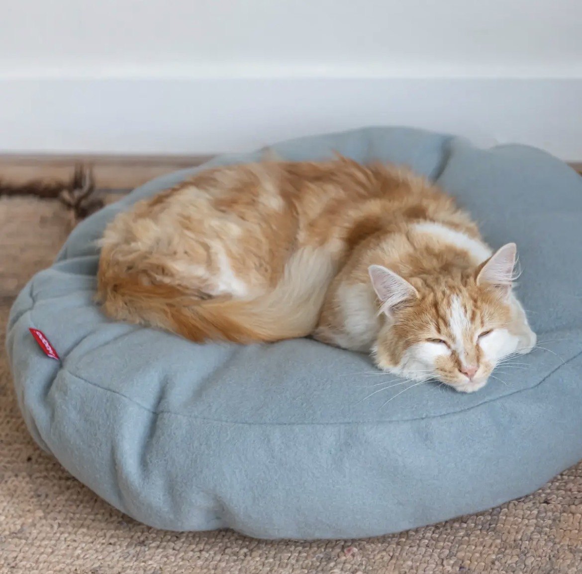 Chat sur le panier Donut, coloris bleu clair