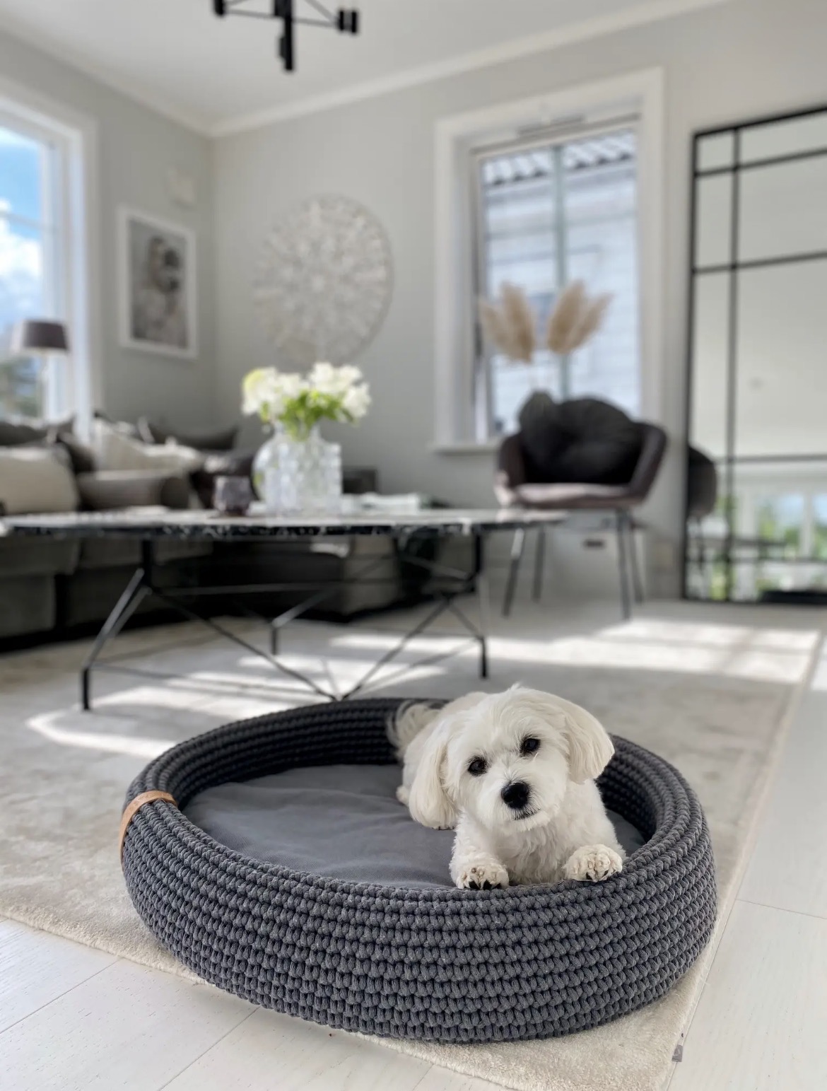 Chien dans le panier Lukko anthracite, salon