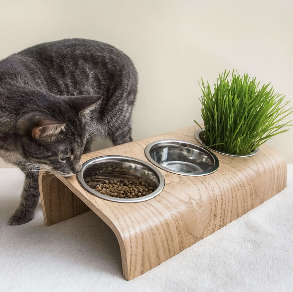 Chat mangeant dans la station d'alimentation en bois